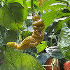 Habanero Lightning Mustard - Seeds