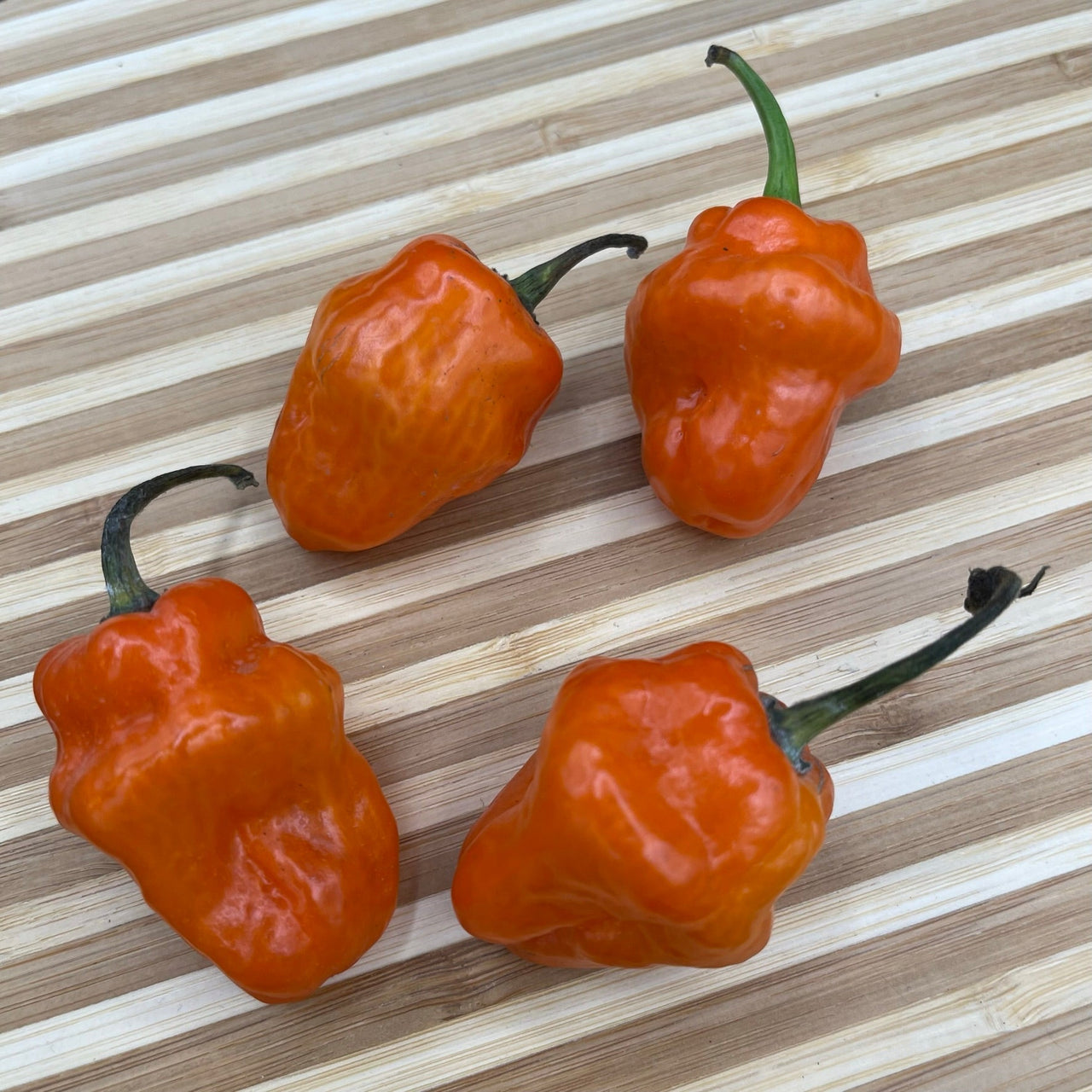 Habanero Orange - Seeds - The Pepper Pantry (Formerly Marie Sharp's)