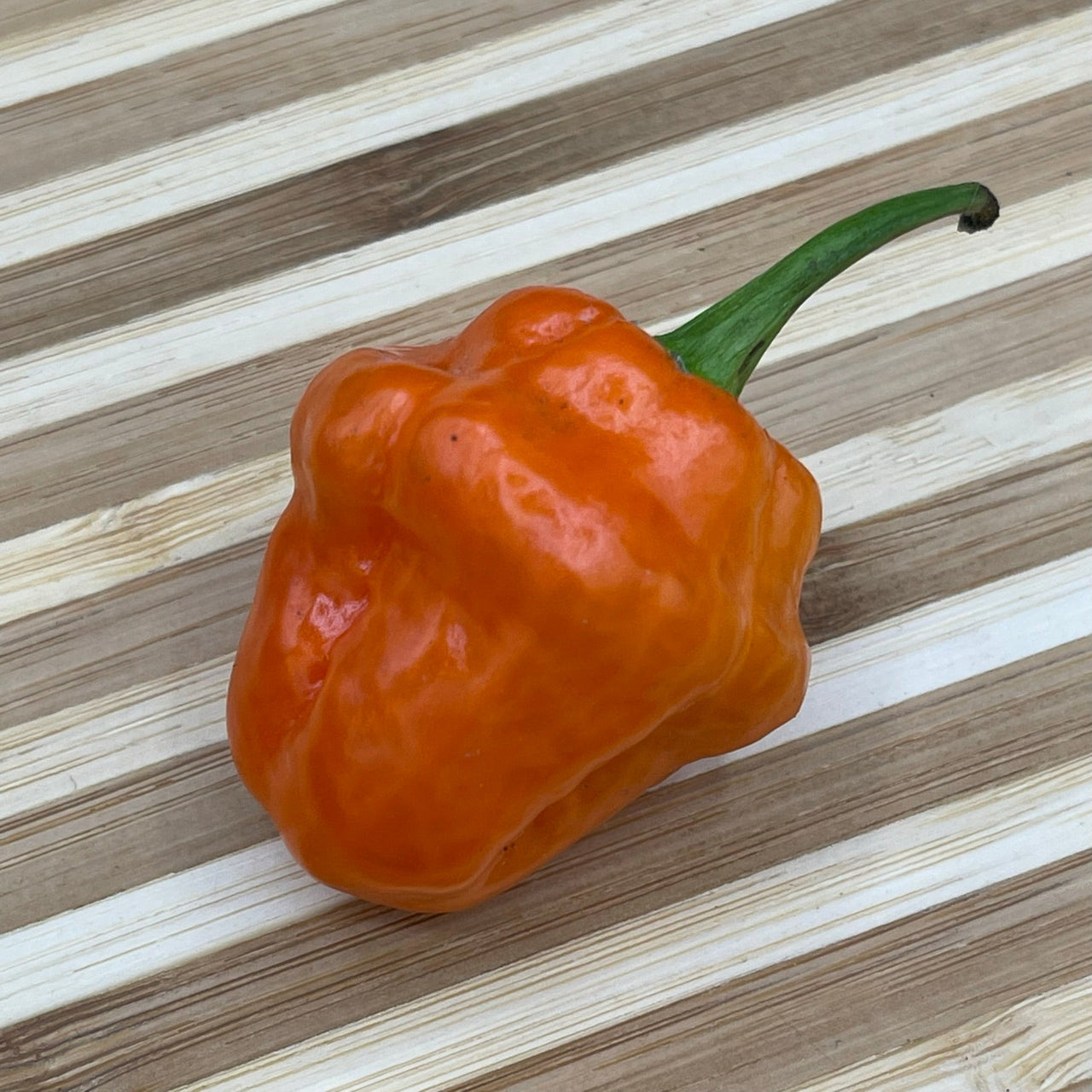 Habanero Orange - Seeds - The Pepper Pantry (Formerly Marie Sharp's)