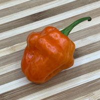 Habanero Orange - Seeds - The Pepper Pantry (Formerly Marie Sharp's)