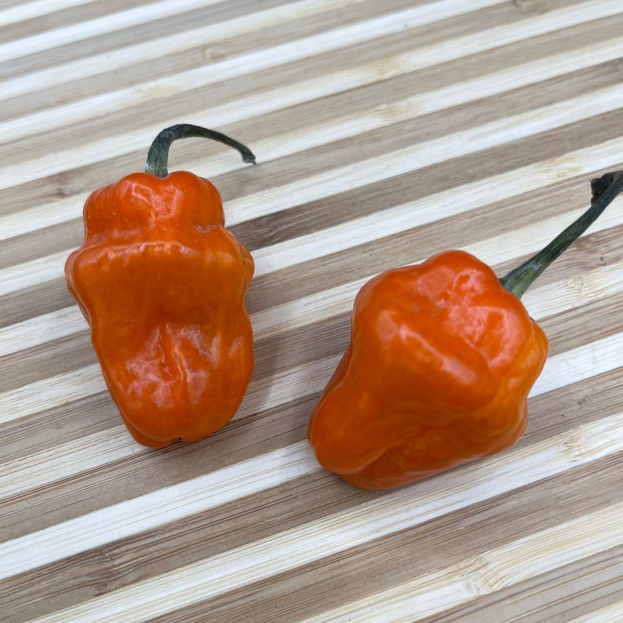 Habanero Orange - Seeds - The Pepper Pantry (Formerly Marie Sharp's)