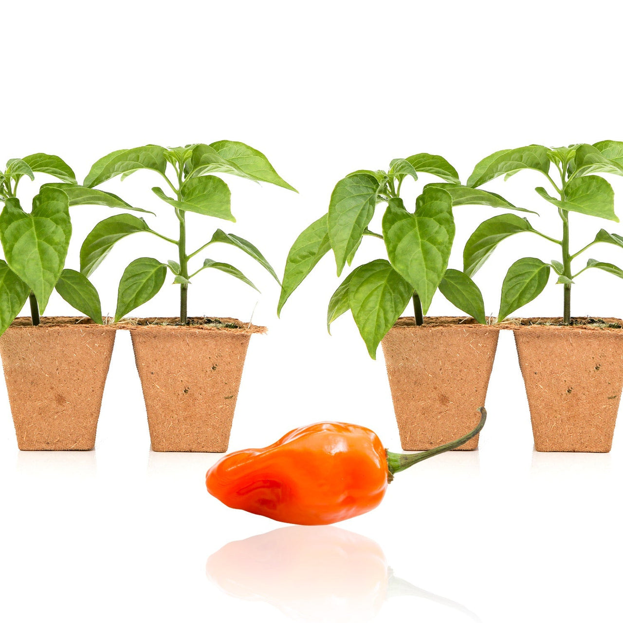 Habanero Pepper Plants - The Pepper Pantry (Formerly Marie Sharp's)