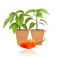 Habanero Pepper Plants - The Pepper Pantry (Formerly Marie Sharp's)