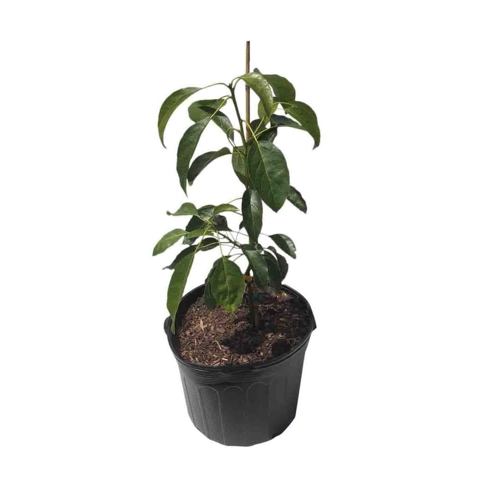 Hass [California] Avocado Tree, Grafted