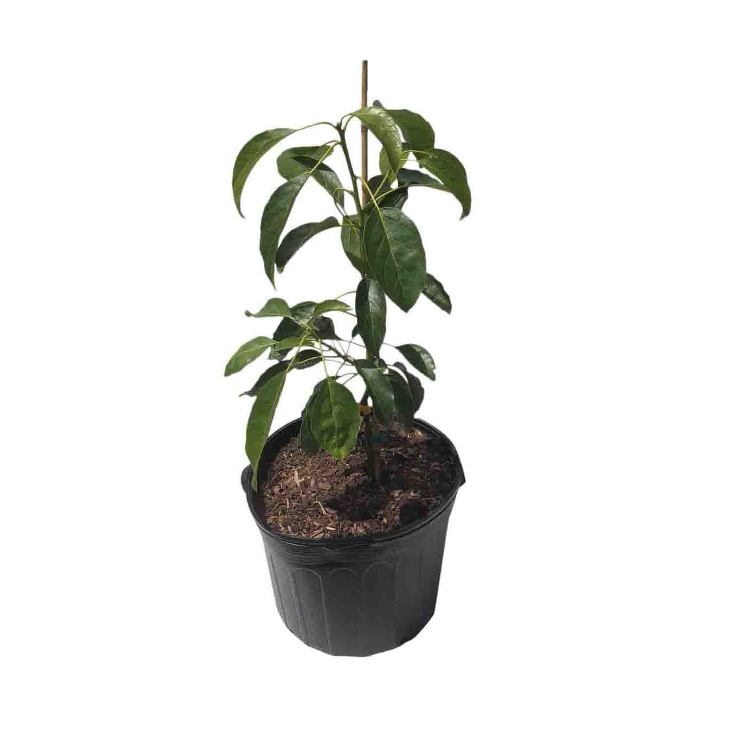Hass [California] Avocado Tree, Grafted