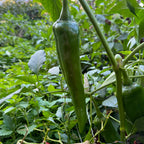 Hatch Green X Hot - Lumbre - Seeds - The Pepper Pantry (Formerly Marie Sharp's)
