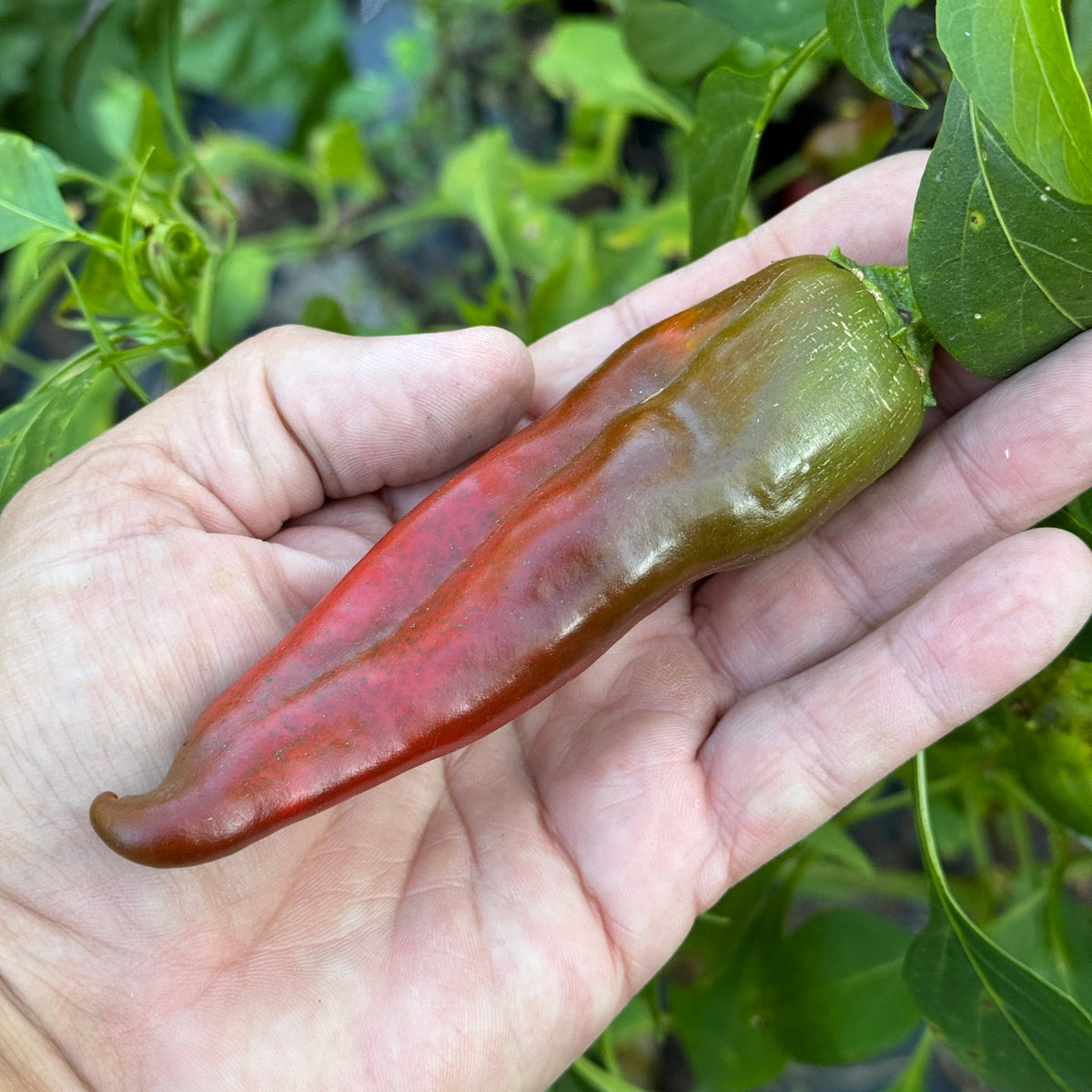 Hatch Red Hot - Sandia Hot - Seeds