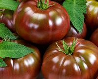 Heirloom Black Hybrid Tomato Seeds