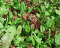 Heirloom Cutting Mixture Lettuce Seeds