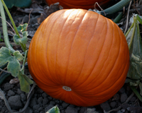 Hijinks Hybrid Pumpkin Seeds
