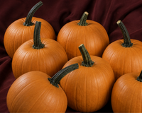 Hijinks Hybrid Pumpkin Seeds