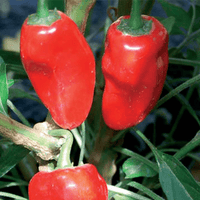 Hinkelhatz Pepper Seeds - The Pepper Pantry (Formerly Marie Sharp's)