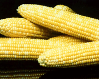 Honey 'N Pearl™ (bicolor sh2) Hybrid Sweet Corn Seeds