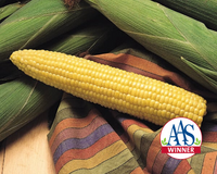 Honey Select (yellow syn) Hybrid Sweet Corn Seeds