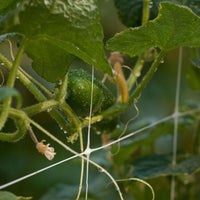 Hortonova Trellis (6 1/2' x 3280' Roll)