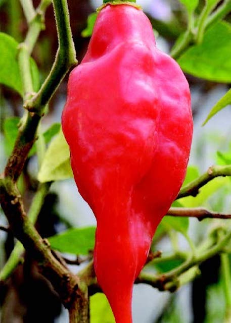 Hot Paper Lantern