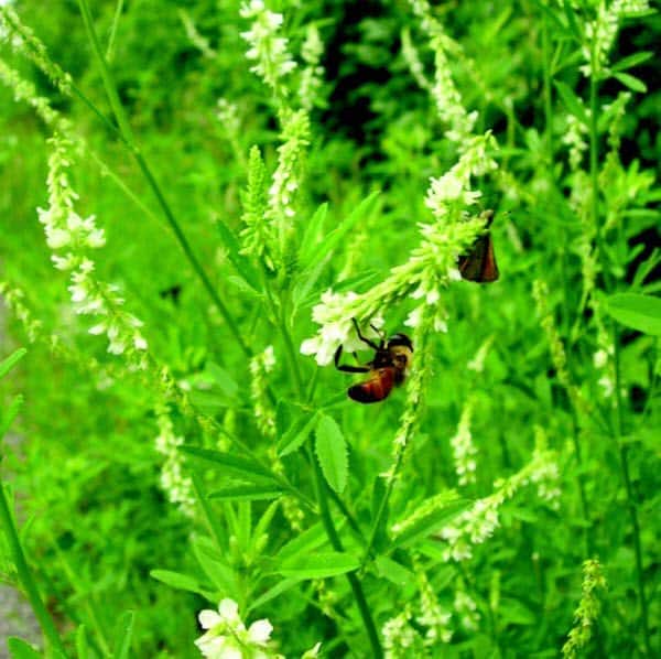 Hubam Sweet Clover