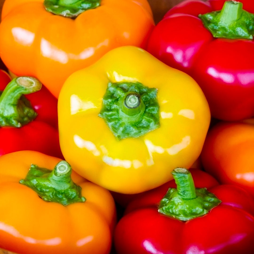 Hungarian Cheese Mix Pepper Seeds - The Pepper Pantry (Formerly Marie Sharp's)
