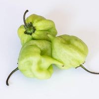 I Scream Scorpion Pepper Seeds - The Pepper Pantry (Formerly Marie Sharp's)