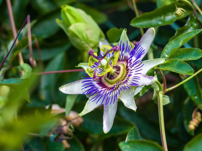 Yellow Passion Fruit Vine, Maracuya Amarillo for sale from Florida