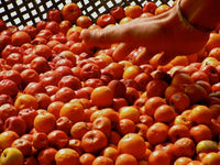 20 RED Chinese DATE TREE Edible Fruit Jujube Ziziphus Jujuba Yellow Flower Seeds