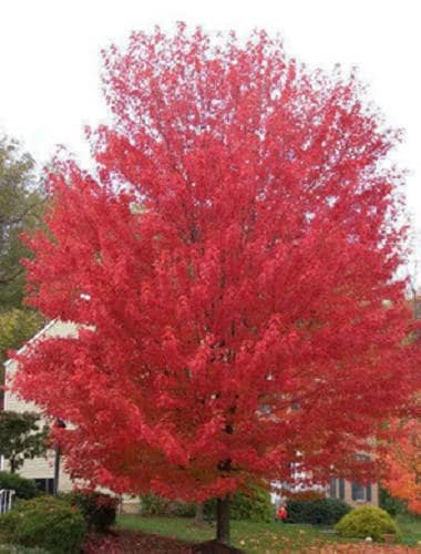 25 SIBERIAN MAPLE TREE Acer Ginnala Seeds - Red Fall Foliage