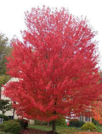 25 SIBERIAN MAPLE TREE Acer Ginnala Seeds - Red Fall Foliage