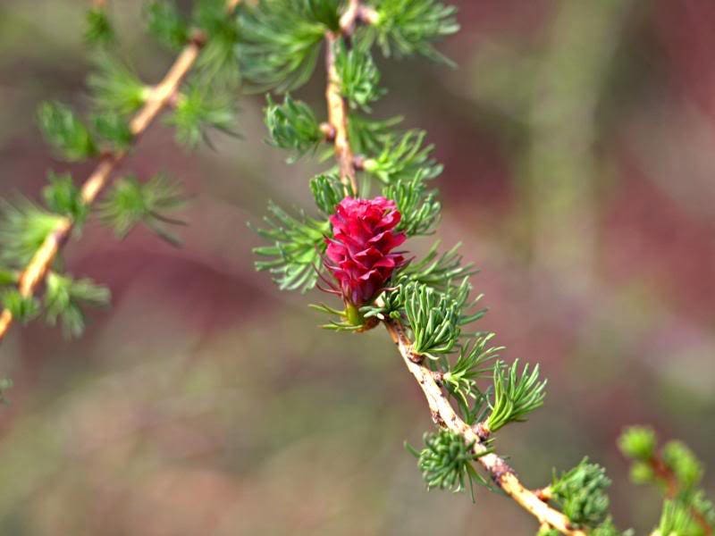 25 EUROPEAN LARCH TREE Pine Pinetree Evergreen Larix Decidua Seeds