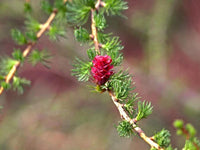 25 EUROPEAN LARCH TREE Pine Pinetree Evergreen Larix Decidua Seeds