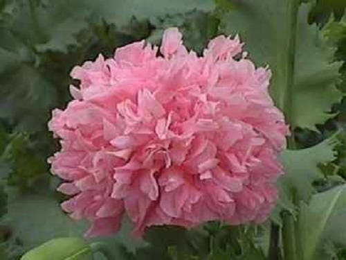 250 Bombast ROSE PEONY POPPY Papaver Peoniflorum Flower Seeds