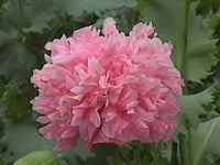 250 Bombast ROSE PEONY POPPY Papaver Peoniflorum Flower Seeds