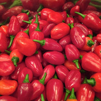 200 SANTA Fe GRANDE PEPPER (Guero Chili Pepper / Yellow Hot Chili Pepper) Capsicum Annuum Vegetable Seeds