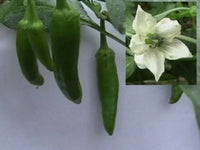 75 CUBANELLE PEPPER (Italian Sweets / Banana Pepper / Italian Frying Pepper) Capsicum Annuum Vegetable Seeds