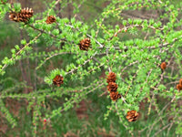 25 EUROPEAN LARCH TREE Pine Pinetree Evergreen Larix Decidua Seeds