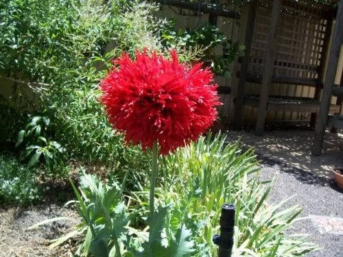 100 Red OASE PEONY POPPY Papaver Peoniflorum Double Flower Seeds