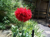100 Red OASE PEONY POPPY Papaver Peoniflorum Double Flower Seeds