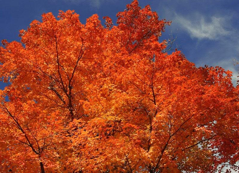 20 Tartarian FLAME MAPLE TREE Red Acer Tartaricum Seeds