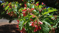 20 Tartarian FLAME MAPLE TREE Red Acer Tartaricum Seeds