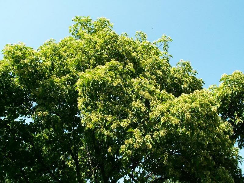 20 Tartarian FLAME MAPLE TREE Red Acer Tartaricum Seeds