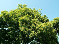20 Tartarian FLAME MAPLE TREE Red Acer Tartaricum Seeds