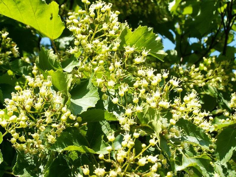 20 Tartarian FLAME MAPLE TREE Red Acer Tartaricum Seeds