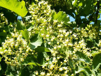 20 Tartarian FLAME MAPLE TREE Red Acer Tartaricum Seeds