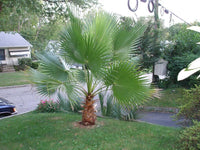 30 CALIFORNIA FAN PALM Tree Petticoat Arizona Desert Washingtonia Filifera Seeds