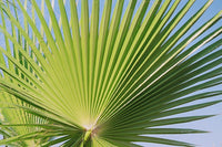 30 CALIFORNIA FAN PALM Tree Petticoat Arizona Desert Washingtonia Filifera Seeds
