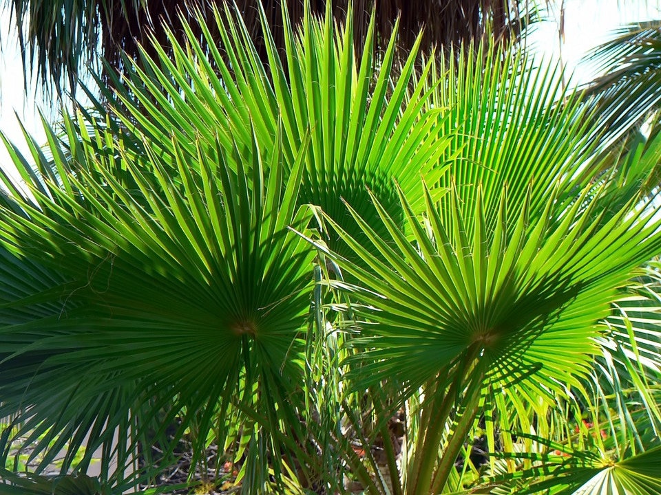 30 CALIFORNIA FAN PALM Tree Petticoat Arizona Desert Washingtonia Filifera Seeds