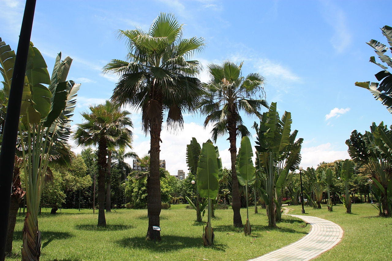 30 CALIFORNIA FAN PALM Tree Petticoat Arizona Desert Washingtonia Filifera Seeds