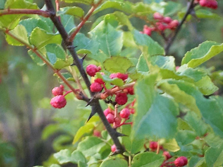 25 SZECHUAN PEPPER Peppercorn Sichuan Szechwan Zanthoxylum Bungeanum Spice Seeds