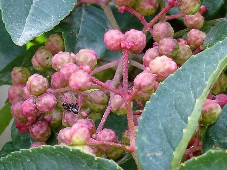 25 SZECHUAN PEPPER Peppercorn Sichuan Szechwan Zanthoxylum Bungeanum Spice Seeds