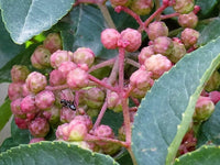 25 SZECHUAN PEPPER Peppercorn Sichuan Szechwan Zanthoxylum Bungeanum Spice Seeds