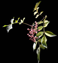 25 SZECHUAN PEPPER Peppercorn Sichuan Szechwan Zanthoxylum Bungeanum Spice Seeds